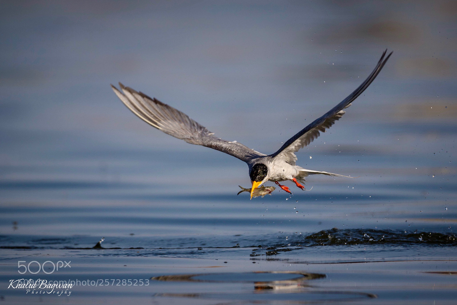 Canon EOS 7D Mark II sample photo. River tern with catch photography