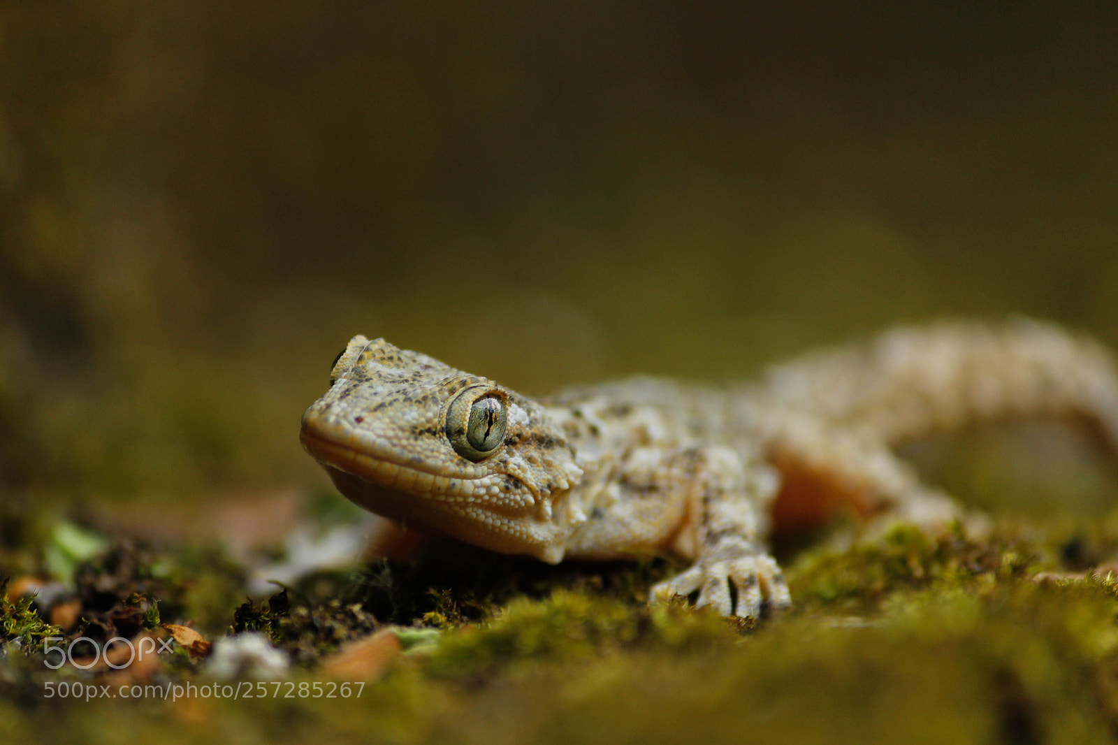Canon EOS 600D (Rebel EOS T3i / EOS Kiss X5) sample photo. Tarente de maur tanie photography