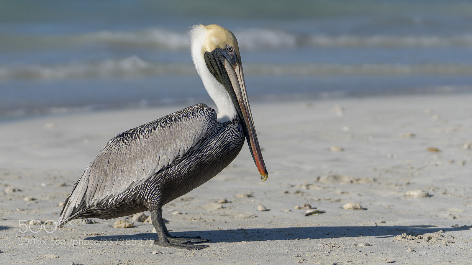 Sony a6500 sample photo. Pelican on the varadero photography