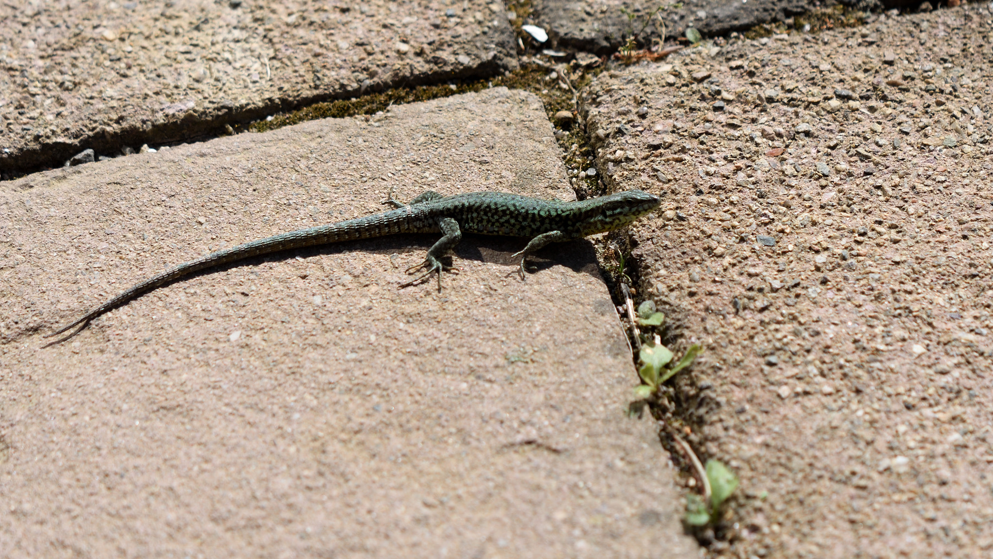 Nikon AF-S DX Micro-Nikkor 85mm F3.5G ED VR sample photo. Lézard.jpg photography