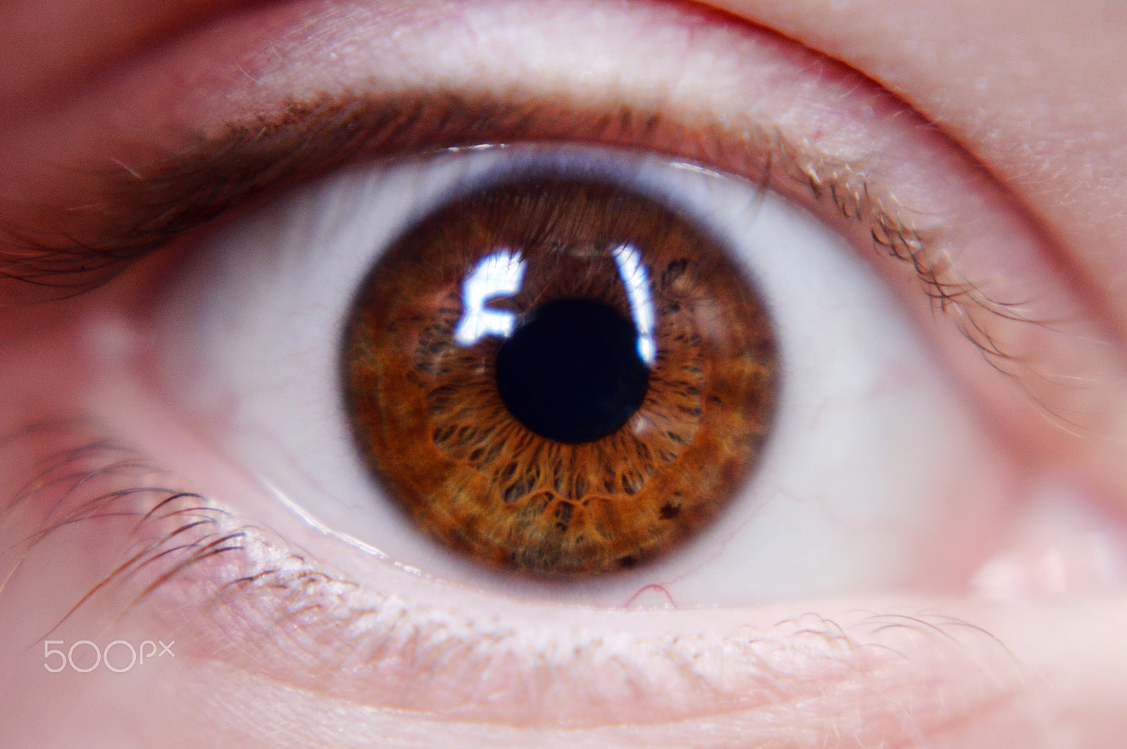 Nikon D3200 + Nikon AF Nikkor 50mm F1.8D sample photo. Deep_brown_eyes photography