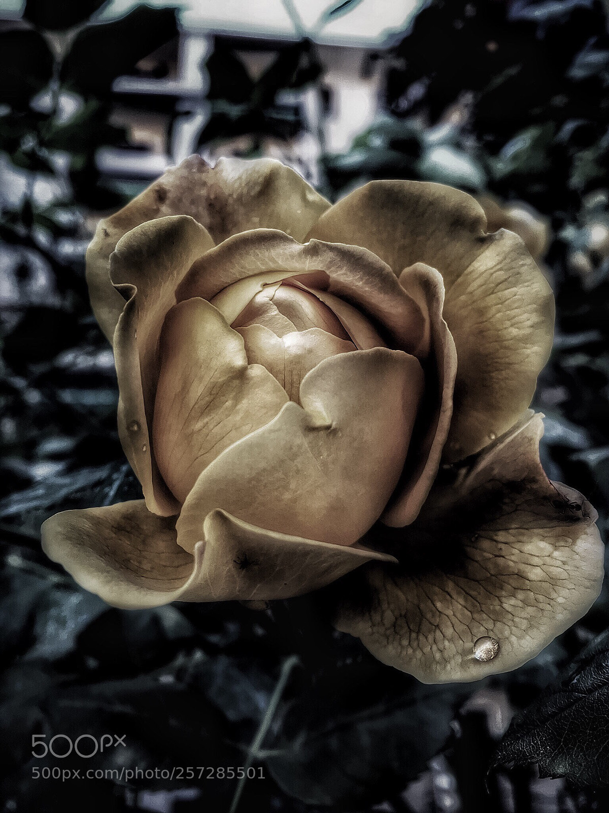 Apple iPhone 6s sample photo. Springtime  photography