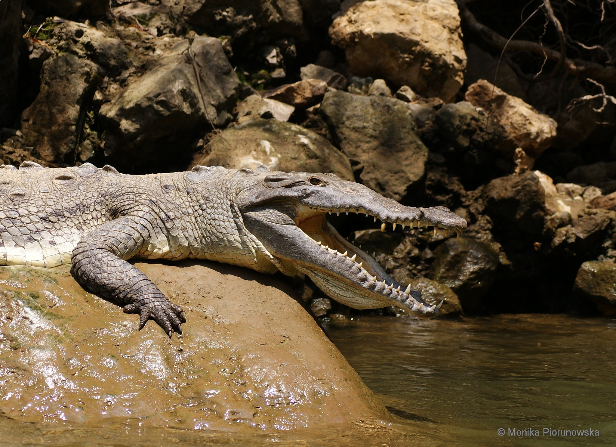 Sony Alpha DSLR-A300 + Sony DT 55-200mm F4-5.6 SAM sample photo. Waiting for proper lunch photography
