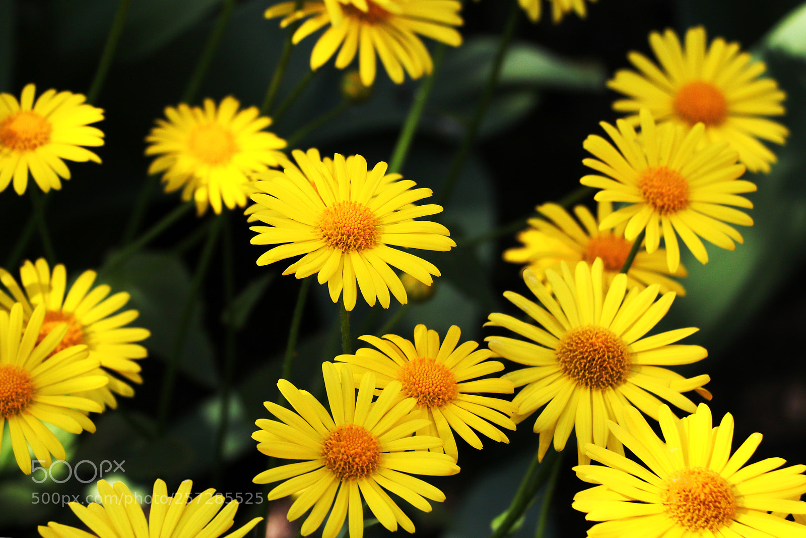Canon EOS 750D (EOS Rebel T6i / EOS Kiss X8i) sample photo. Large flower bed of photography