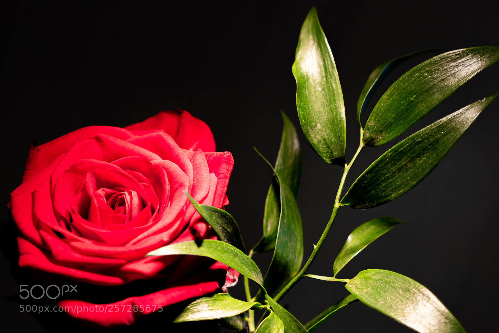 Panasonic Lumix DMC-LX10 (Lumix DMC-LX15) sample photo. Rose_ photography