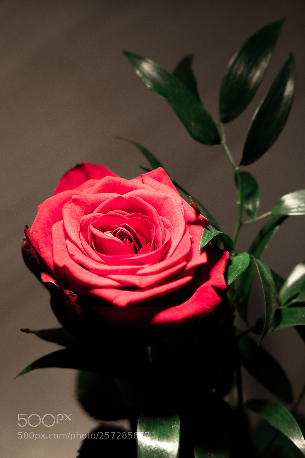 Panasonic Lumix DMC-LX10 (Lumix DMC-LX15) sample photo. Rose photography