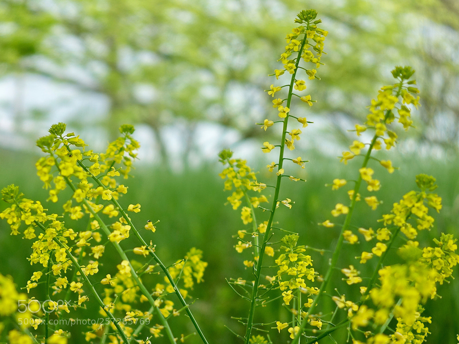 Sony Cyber-shot DSC-RX100 IV sample photo. Spring corlor photography