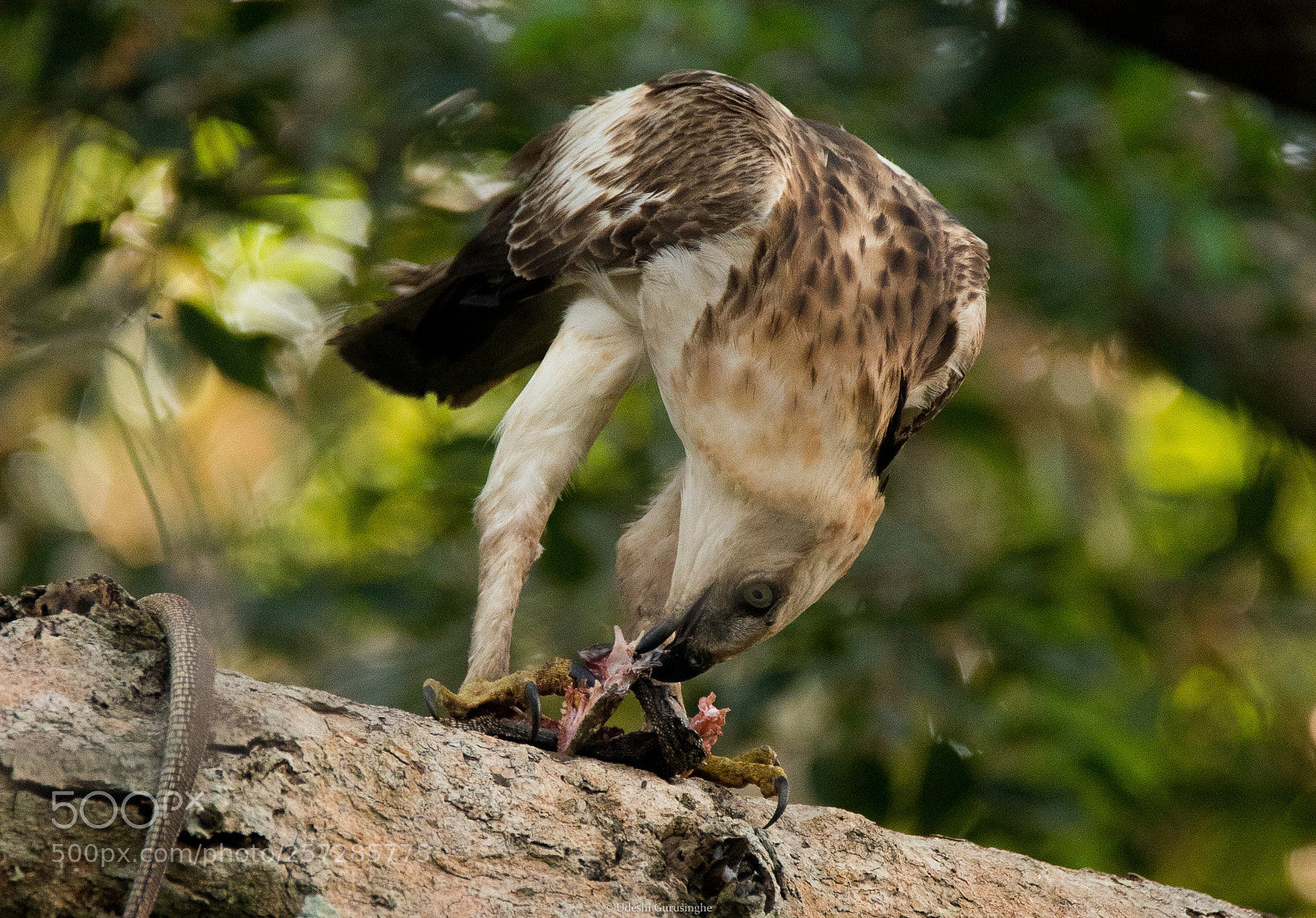 Nikon D750 sample photo. Snake snack time photography