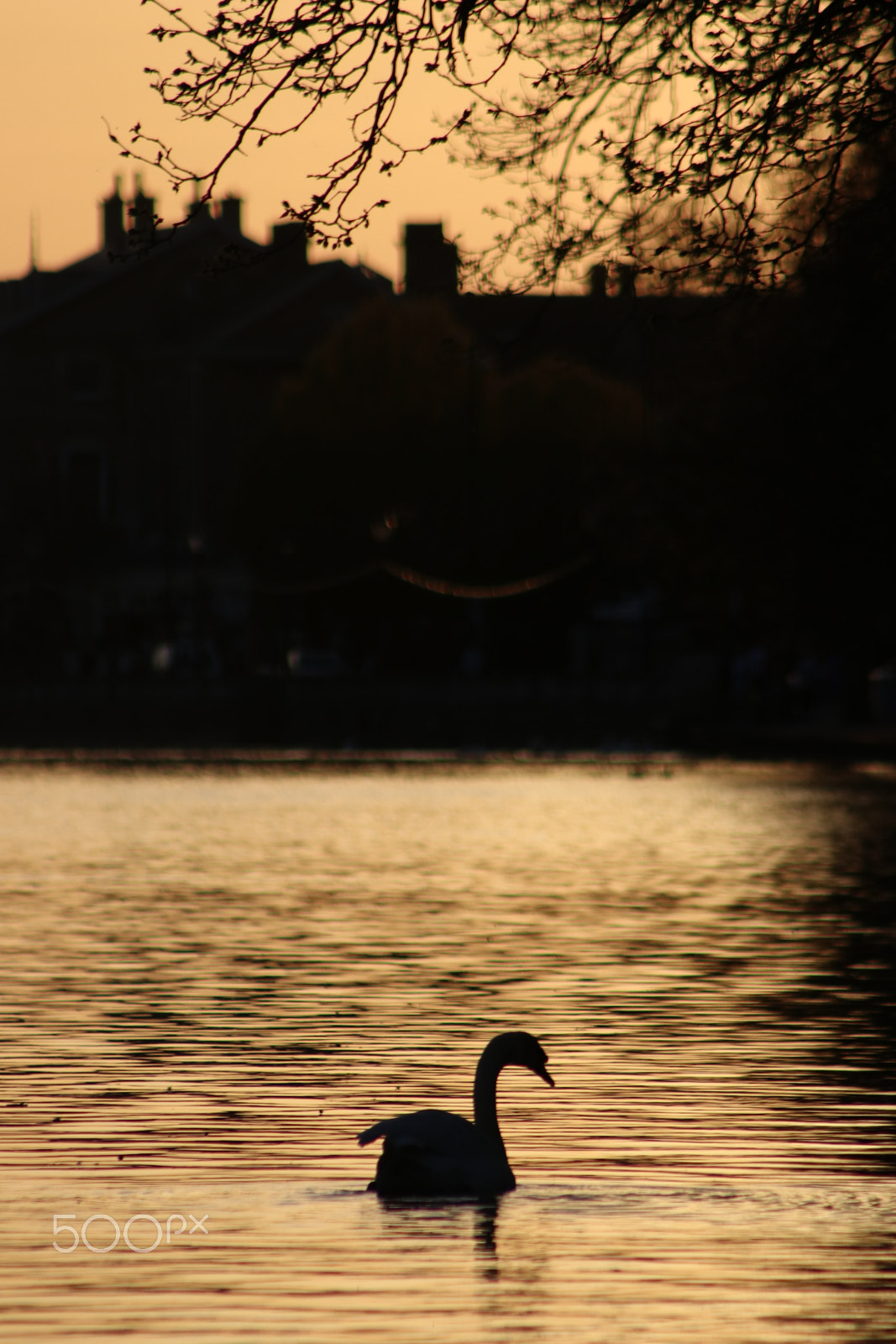 Canon EF 75-300mm f/4-5.6 sample photo. Black swan photography