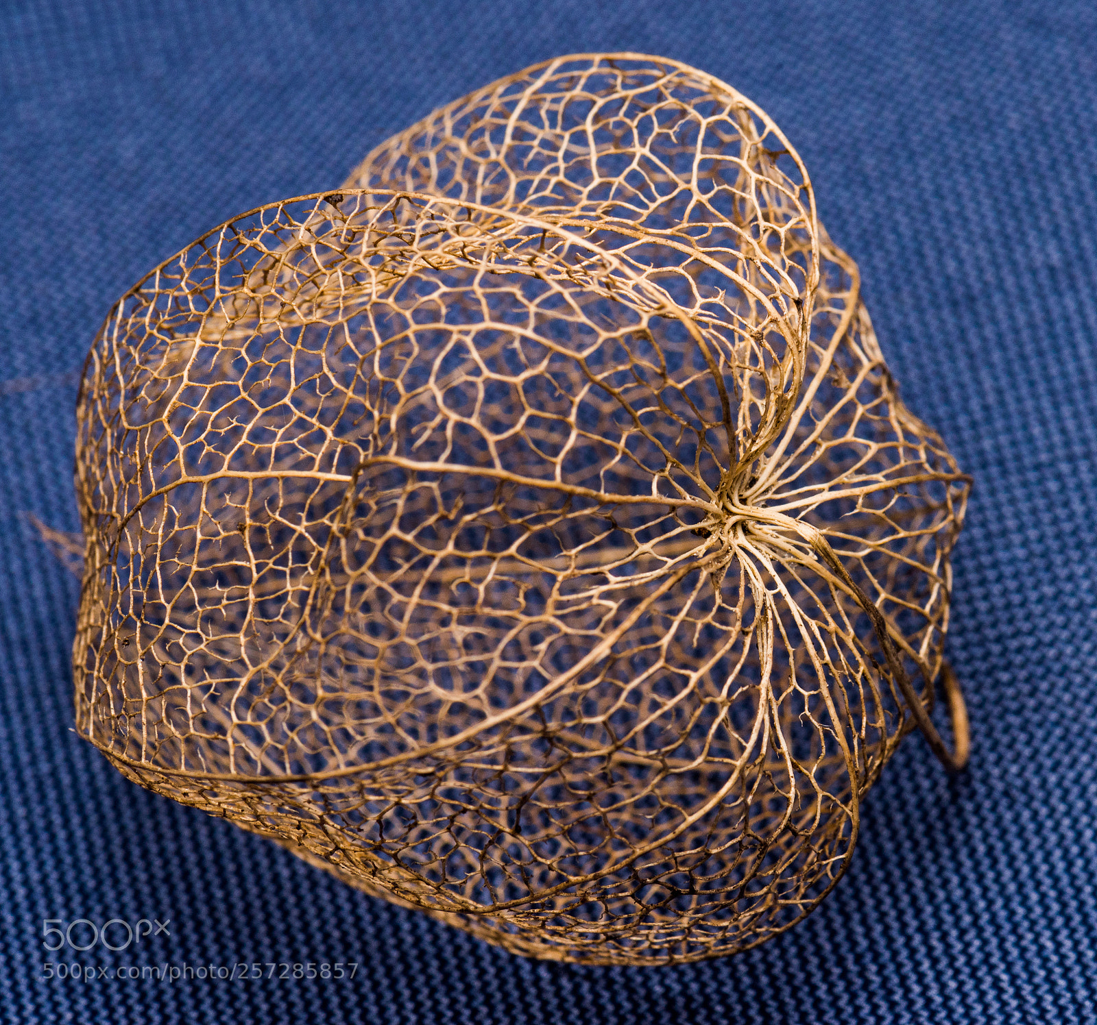 Nikon D810 sample photo. Seed photography