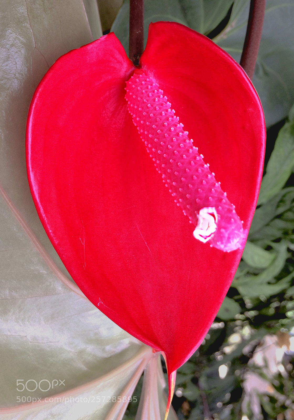 Apple iPhone 5s sample photo. Anthurium andraeanum photography