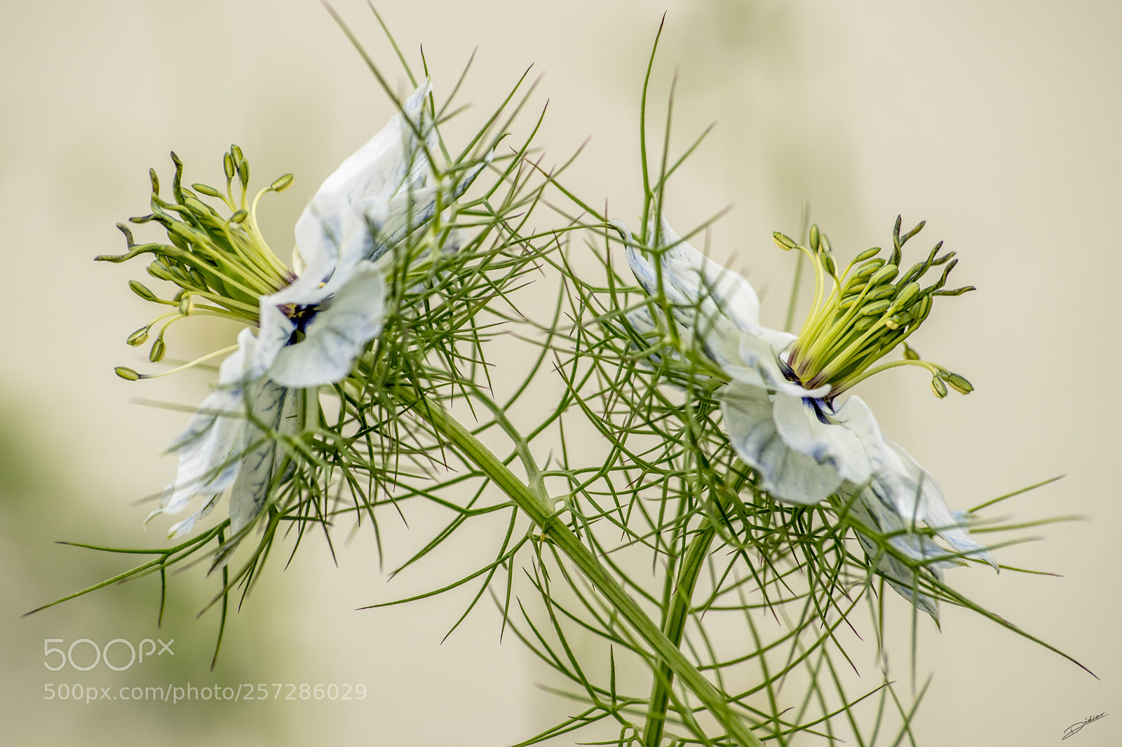 Nikon D5500 sample photo. *** duo flowers *** photography