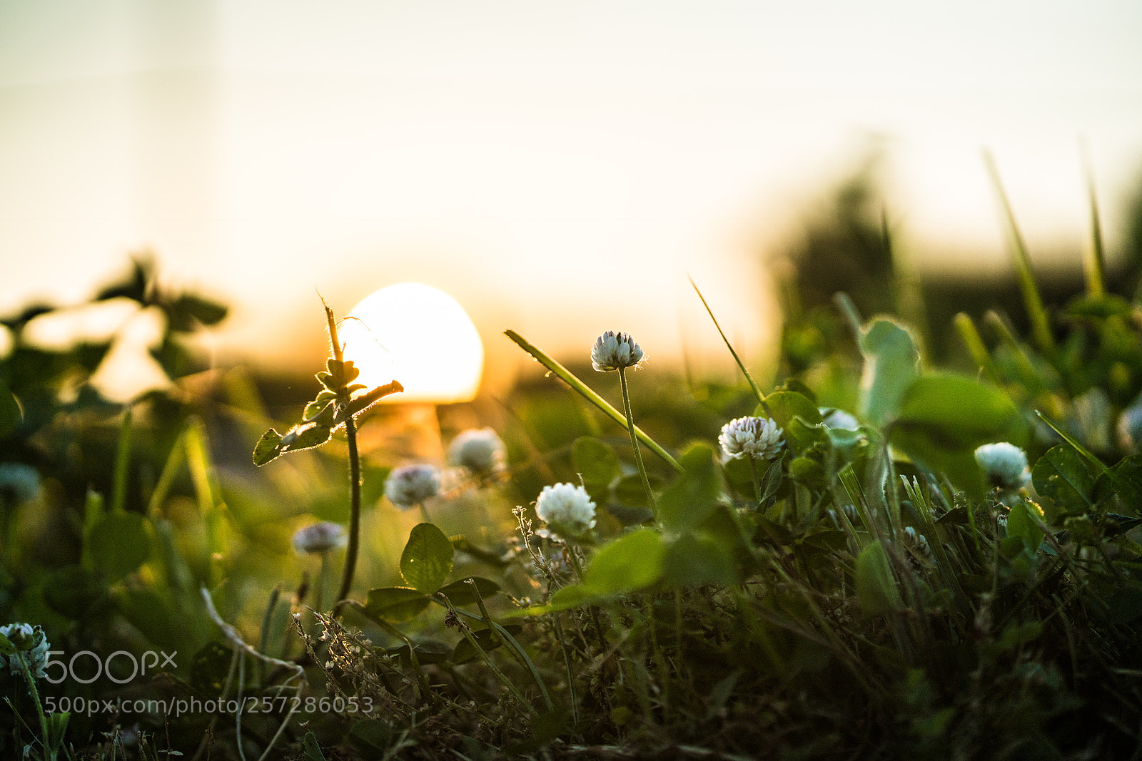 Sony a7R II sample photo. Aacfb bcccbf photography