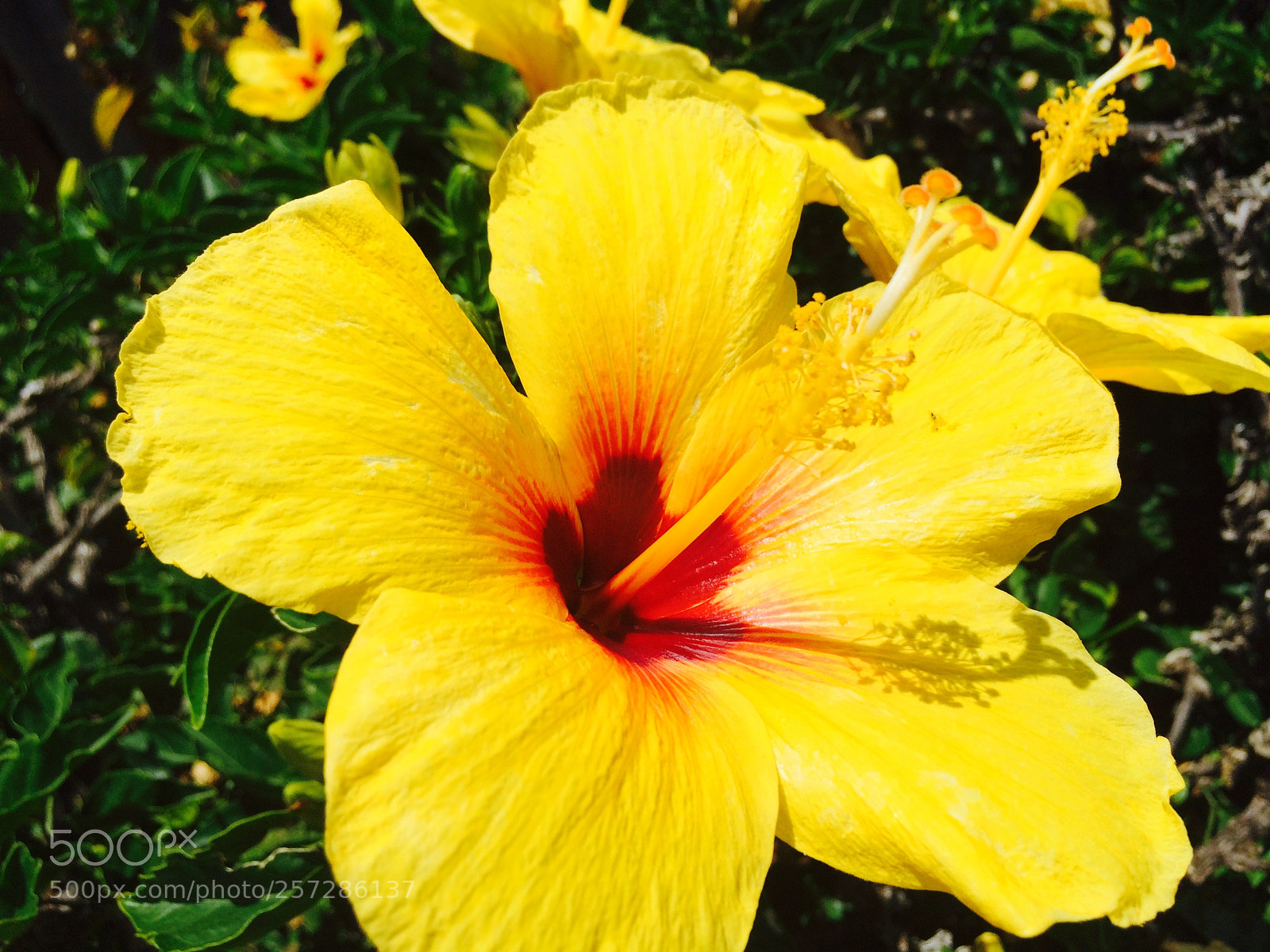 Apple iPhone 5s sample photo. Images from beautiful honolulu,hawaii photography