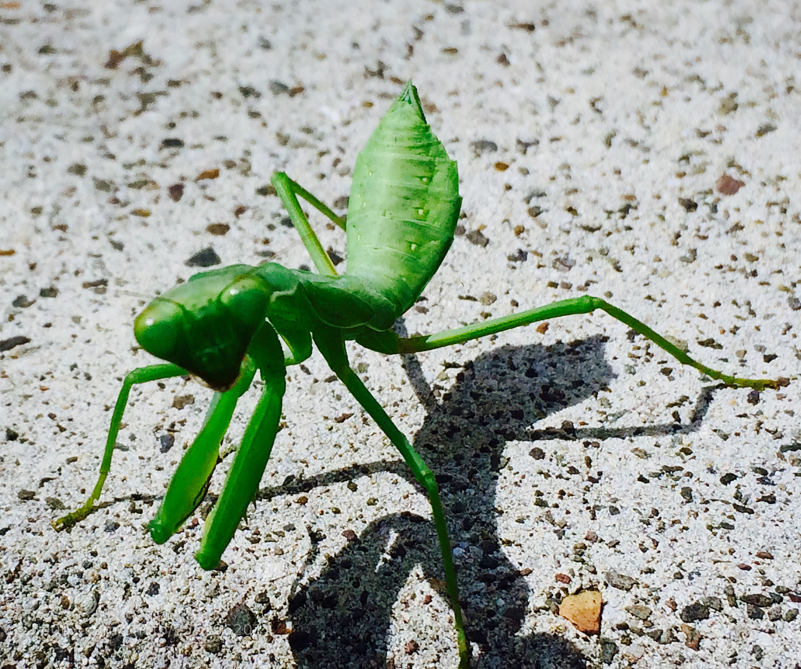 Apple iPhone 5s sample photo. Images from beautiful honolulu,hawaii photography