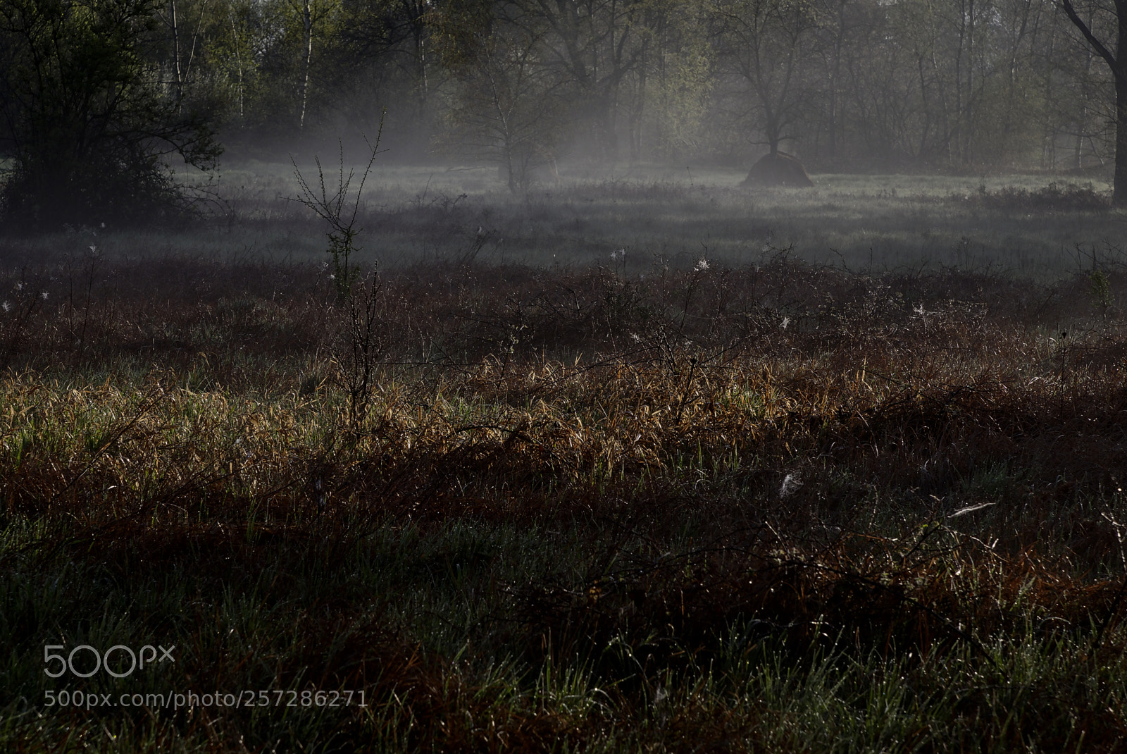 Nikon D750 sample photo. Grassland5 photography