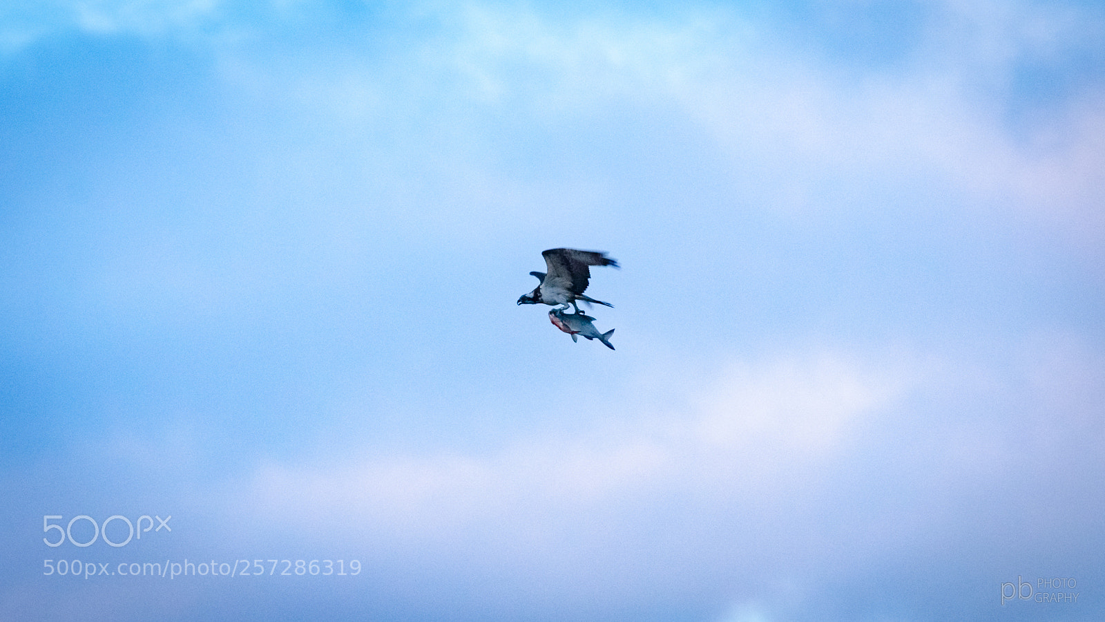 Nikon D7000 sample photo. Osprey gone fishing photography