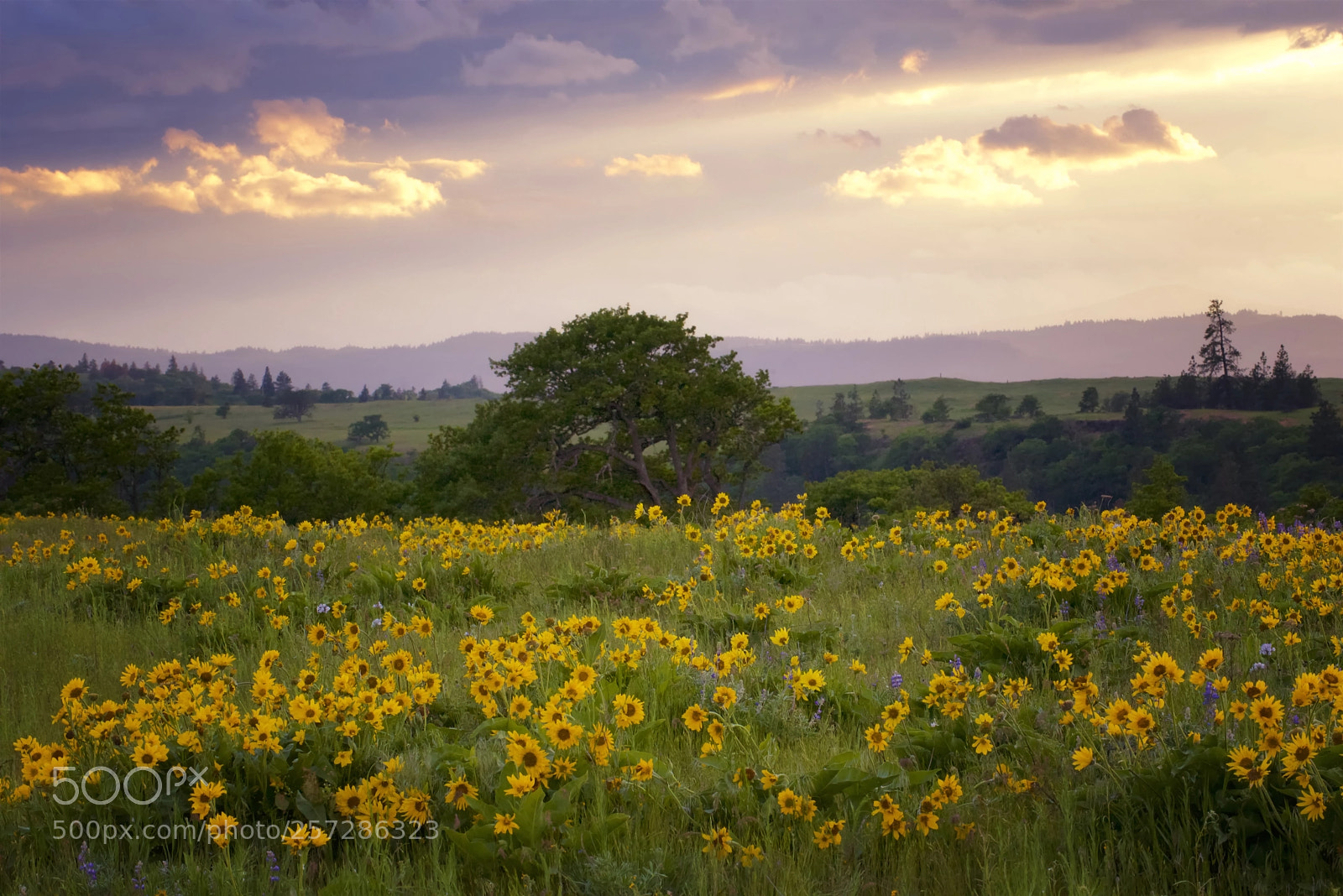 Nikon D750 sample photo. Tom mccall nature preserve photography