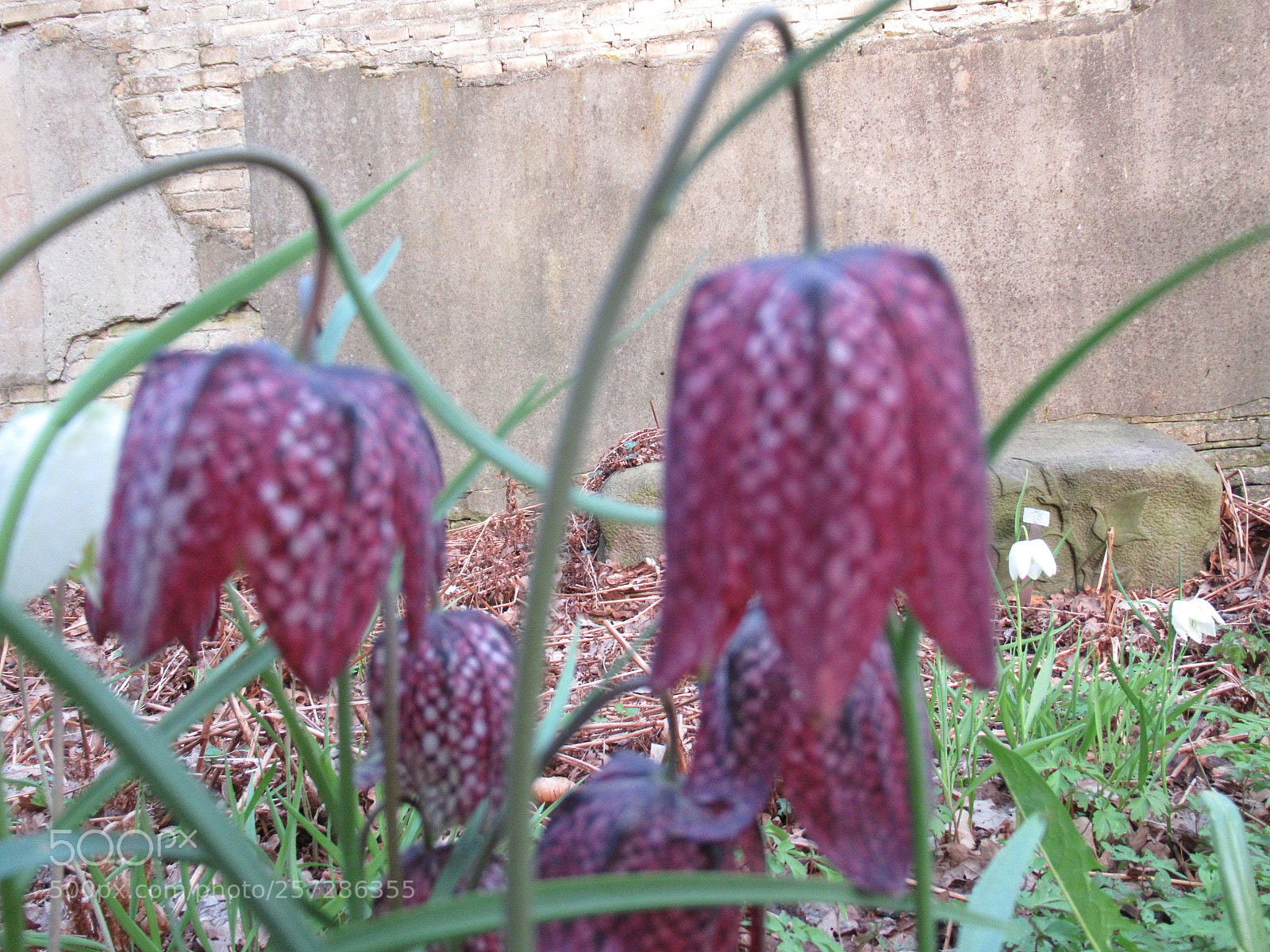 Canon PowerShot SX620 HS sample photo. Img photography