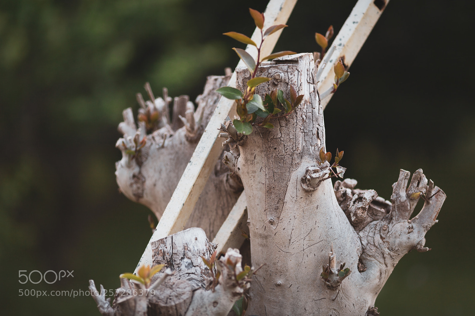 Canon EOS 6D Mark II sample photo. Tree photography