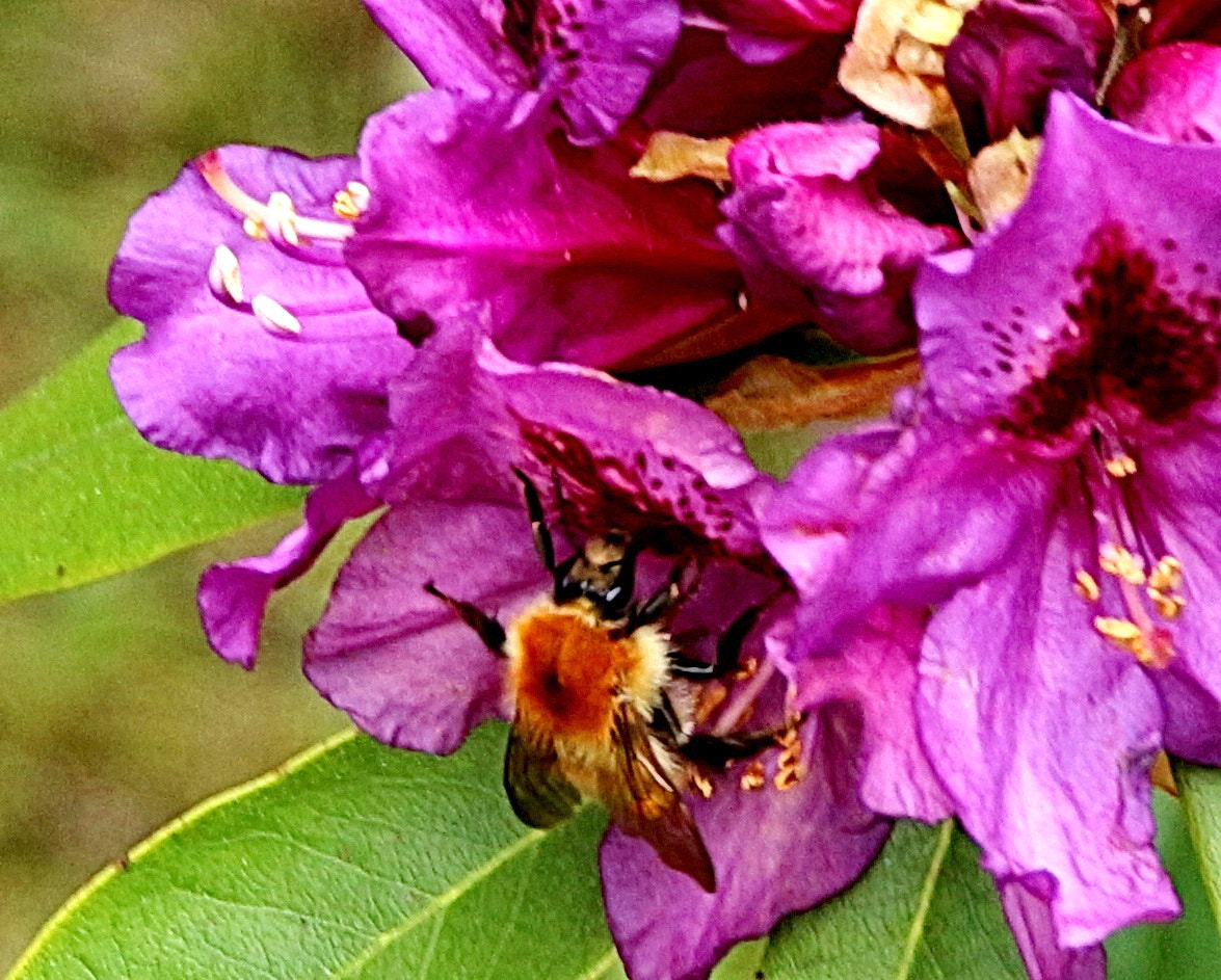Canon EOS 650D (EOS Rebel T4i / EOS Kiss X6i) sample photo. Bourdon sur rhododendron photography