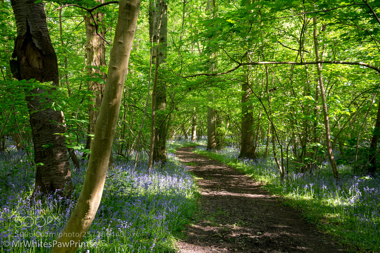 Nikon D7100 sample photo. Bluebells at park woods photography