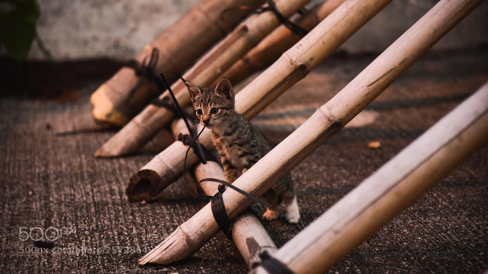 Nikon D750 sample photo. Street cat photography