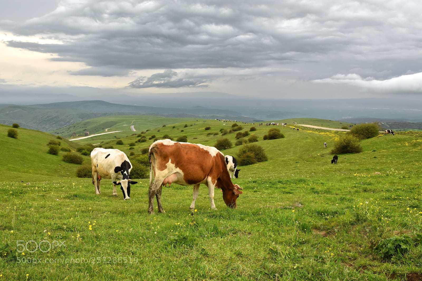 Nikon D7200 sample photo. Grazing photography