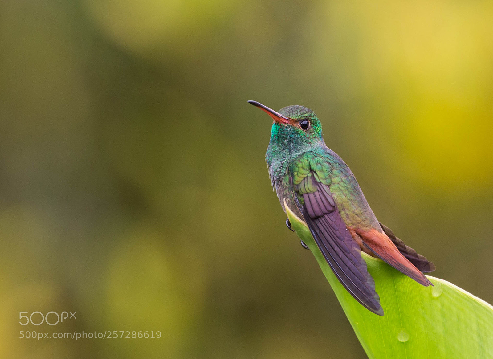 Canon EOS 6D sample photo. Hummingbird in costa rica photography