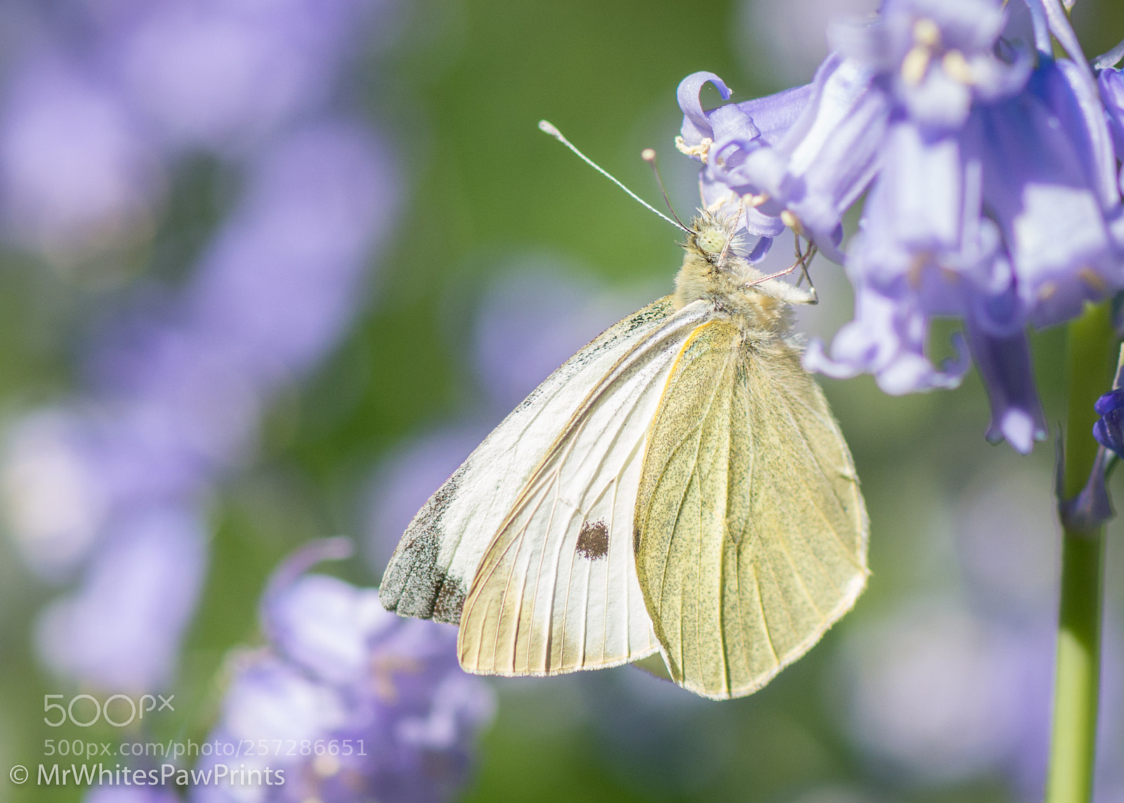 Nikon D7100 sample photo. Small white butterfly photography
