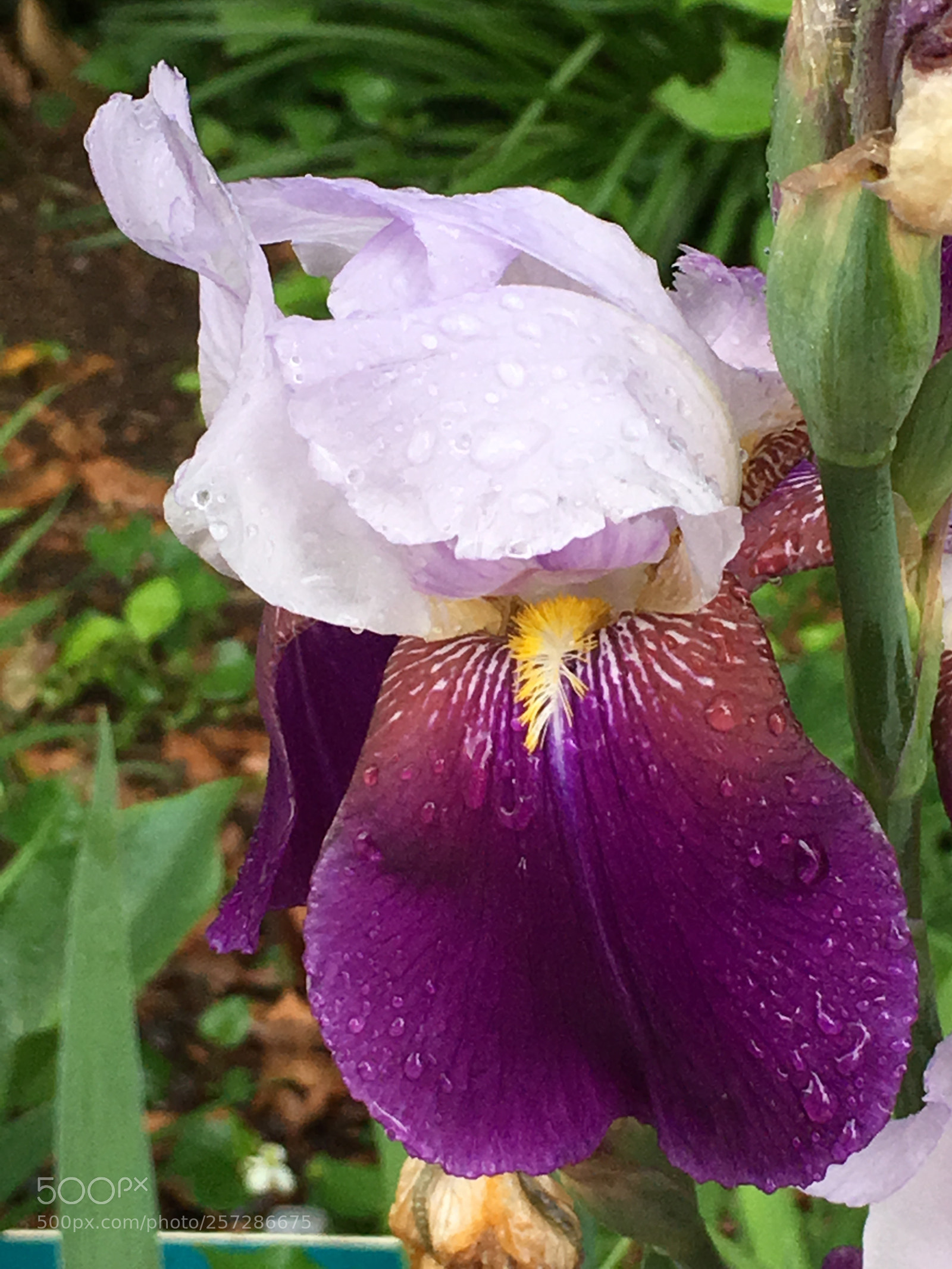 Apple iPhone 6s Plus sample photo. Spring2018 flowers photography