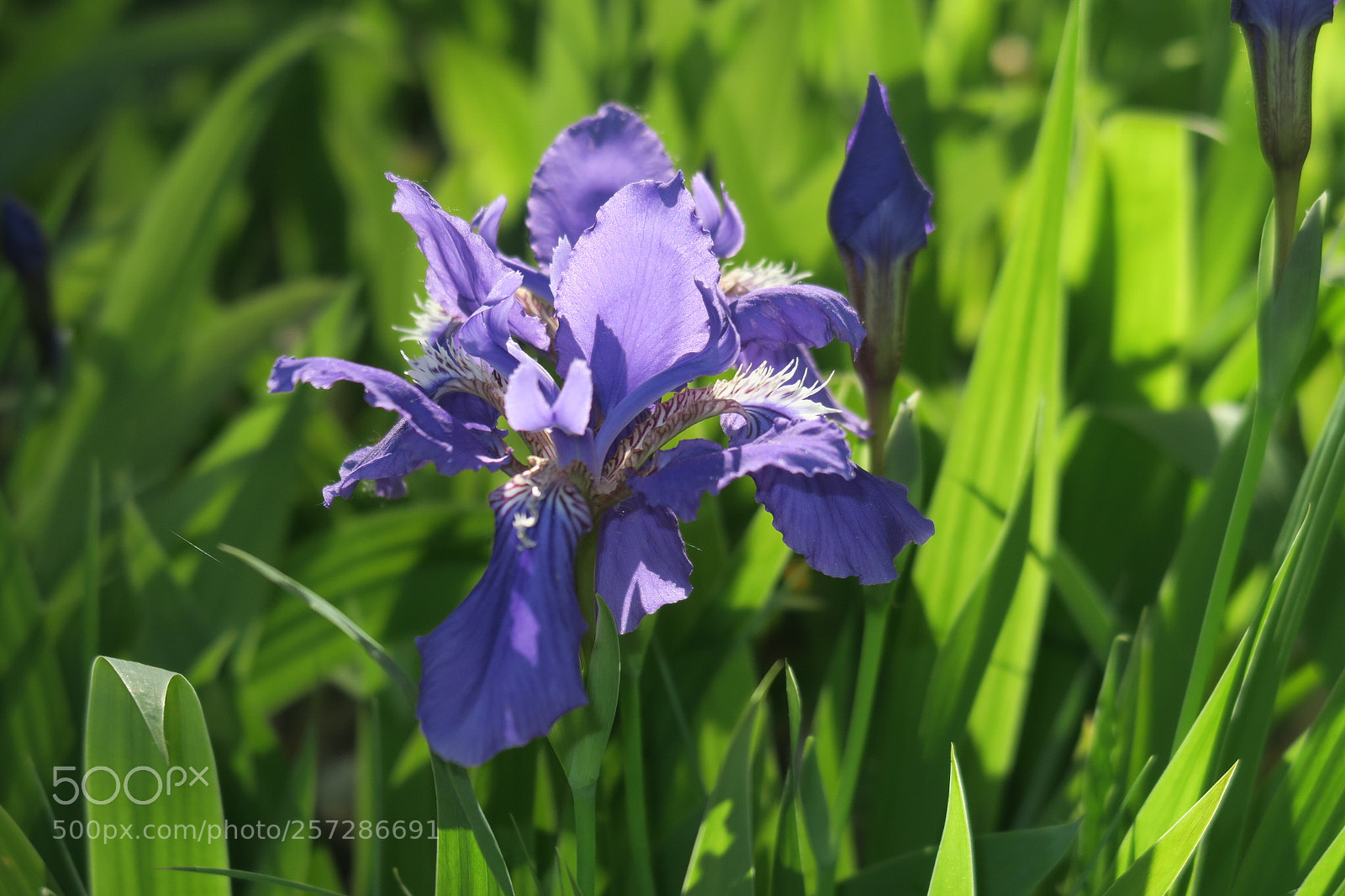 Canon PowerShot G7 X sample photo. Purple iris photography