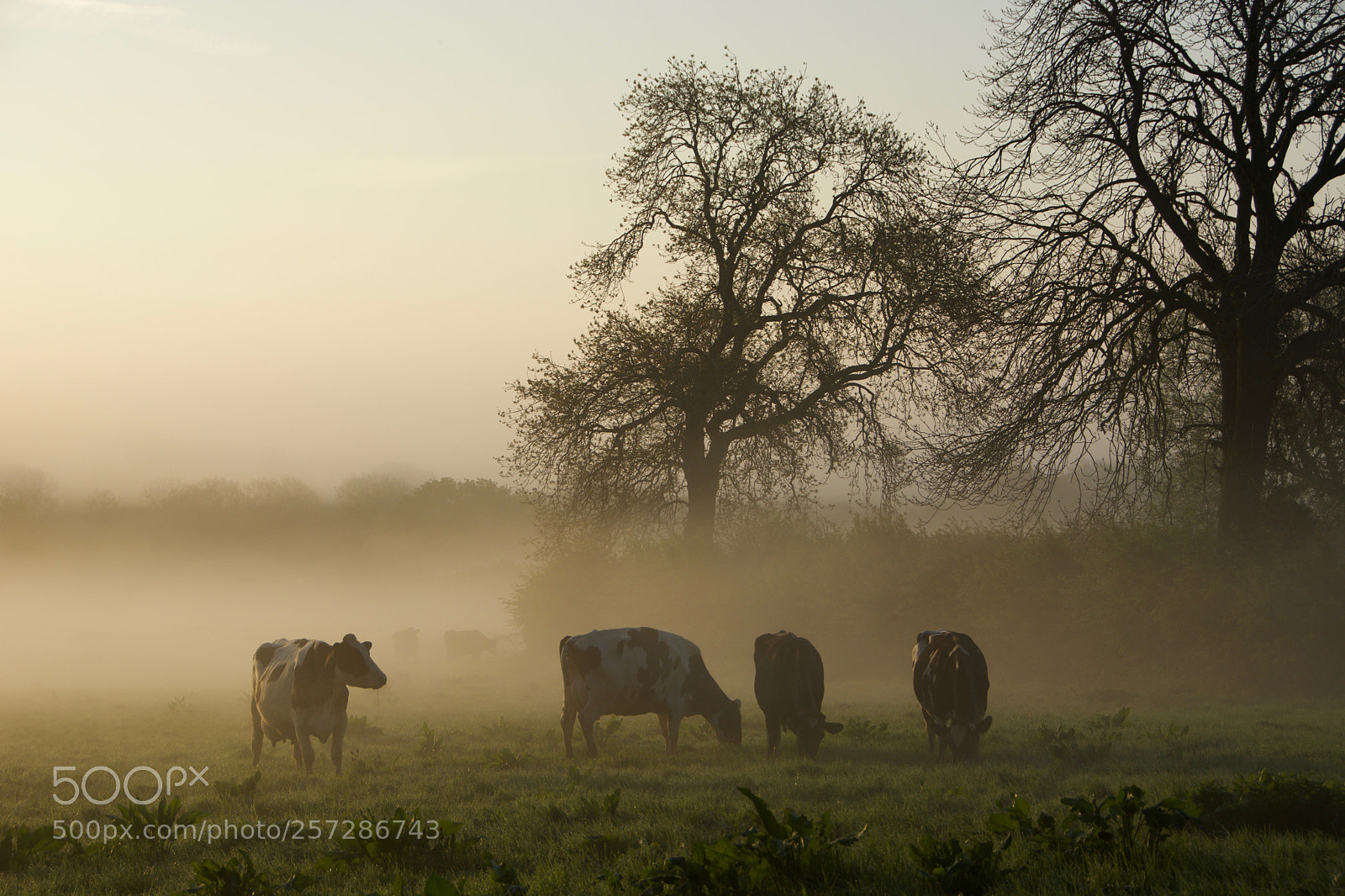 Nikon D7100 sample photo. Misty morning photography