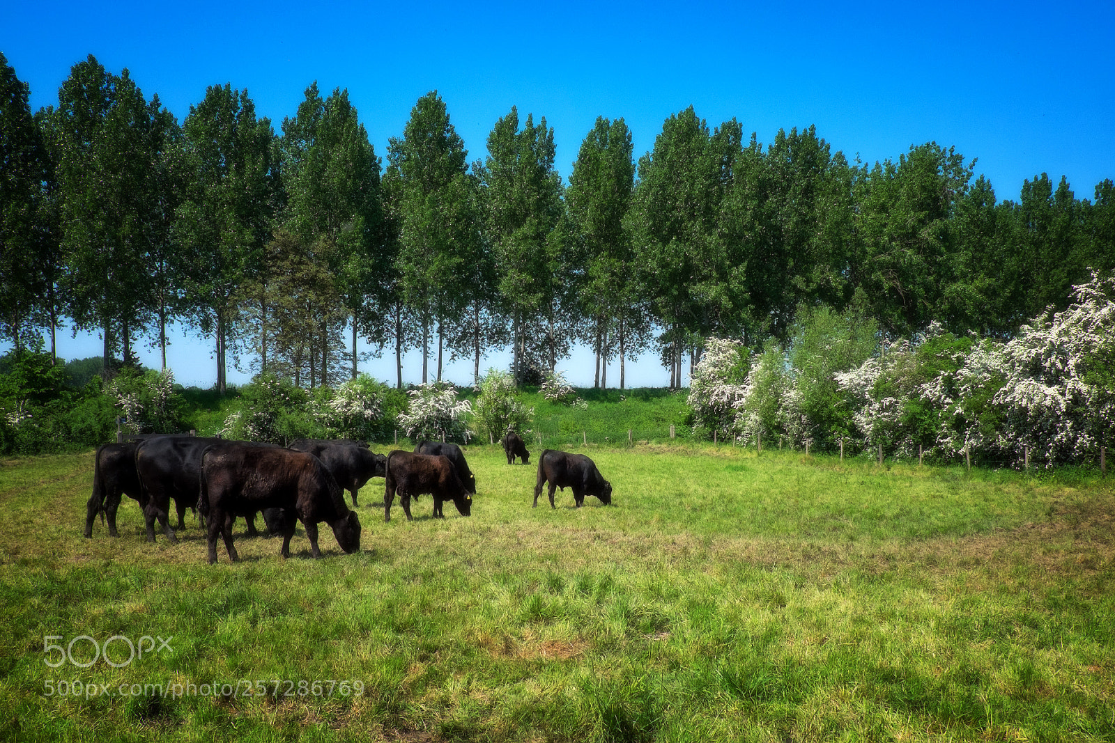 Fujifilm X-T1 sample photo. A peaceful world.... photography