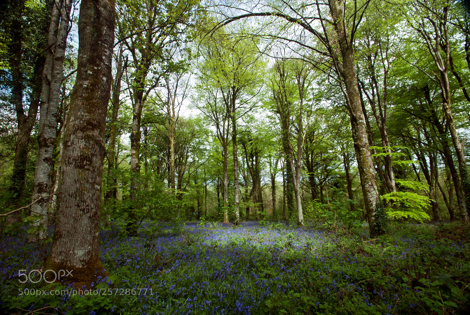 Nikon D200 sample photo. Bluebell woods 1 photography