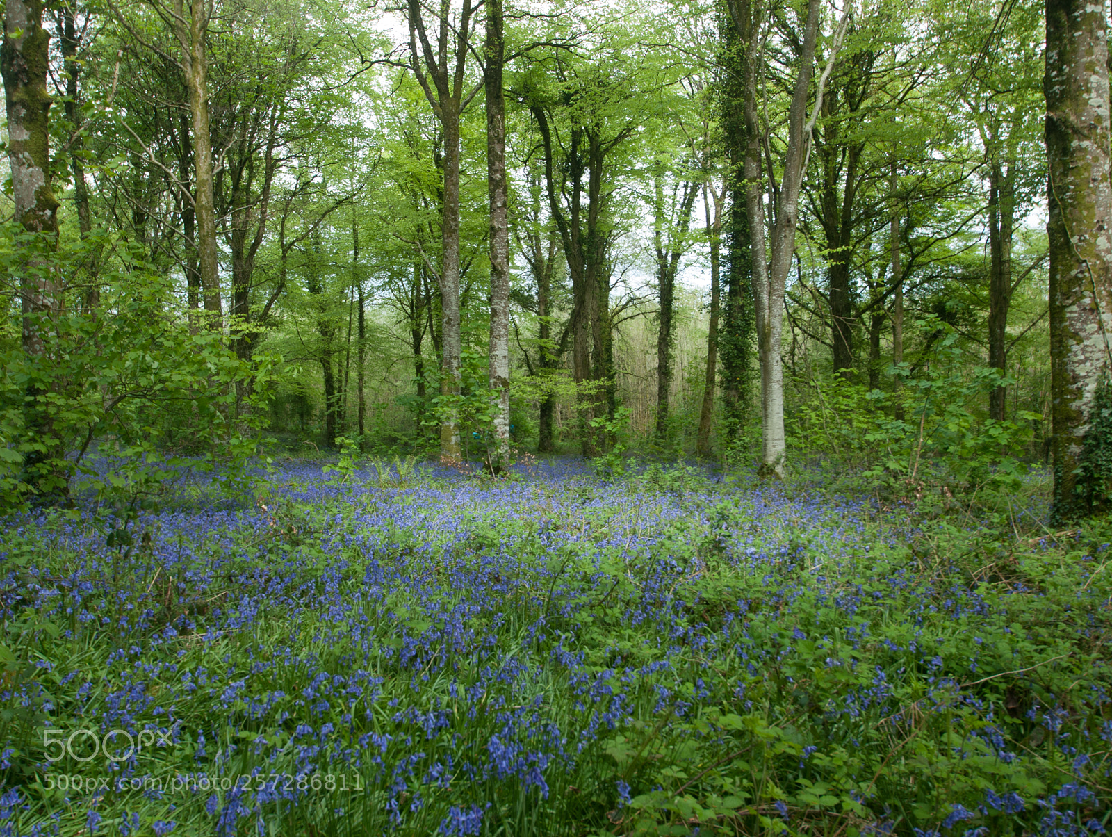 Nikon D200 sample photo. Bluebell woods 2 photography