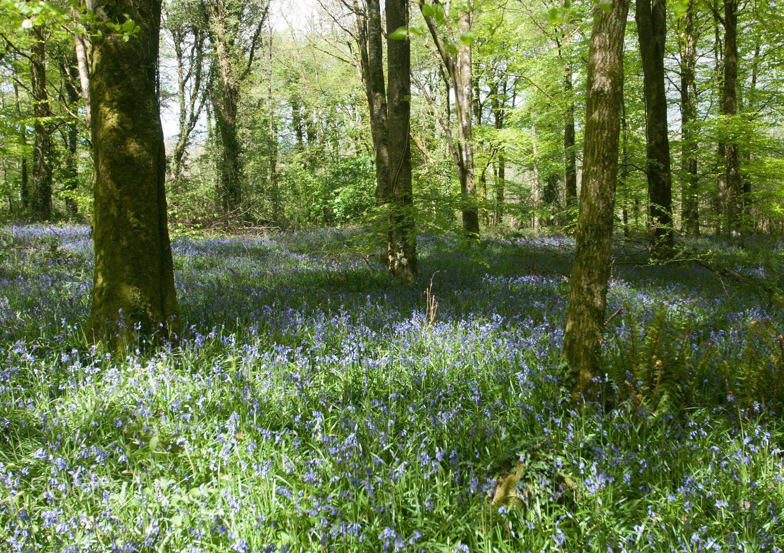 Nikon D200 sample photo. Bluebell woods 3 photography