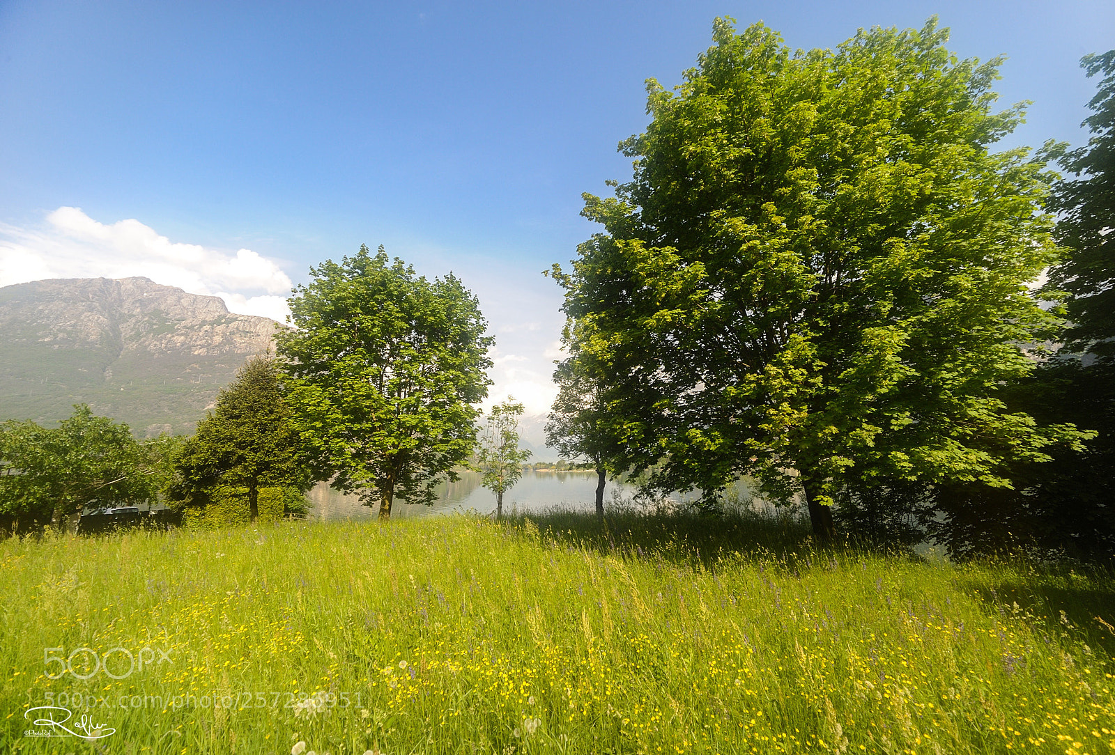 Nikon D3 sample photo. Keep calm tree  photography