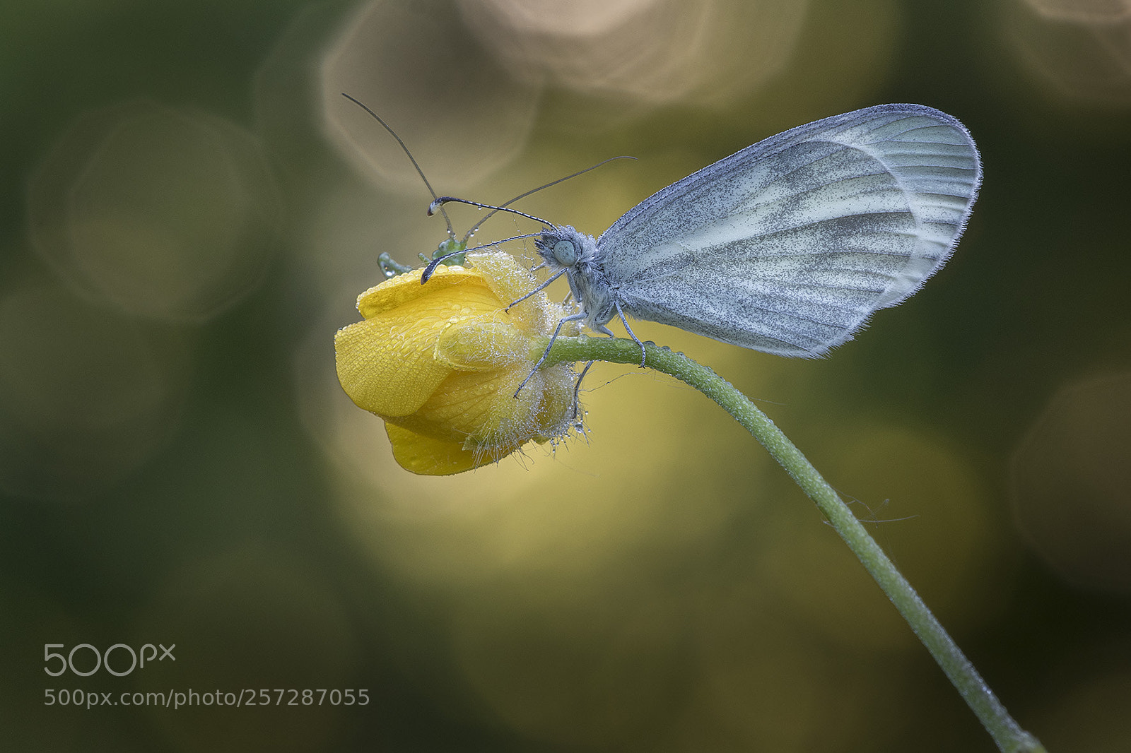 Canon EOS 7D Mark II sample photo. Butterfly photography