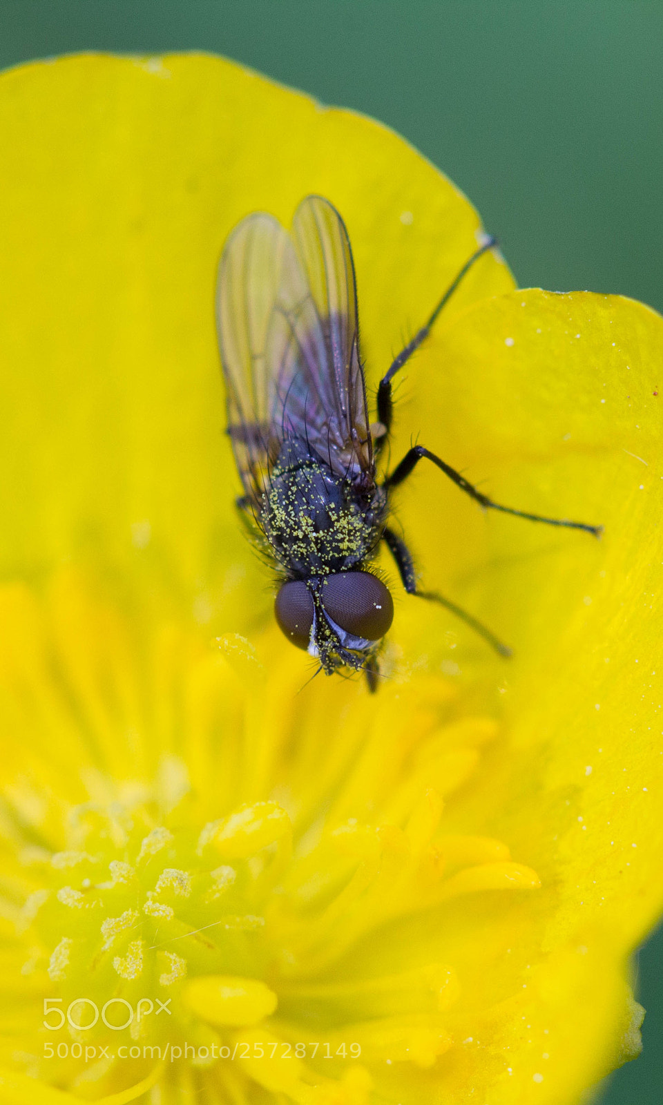 Canon EOS 60D sample photo. Pollen photography