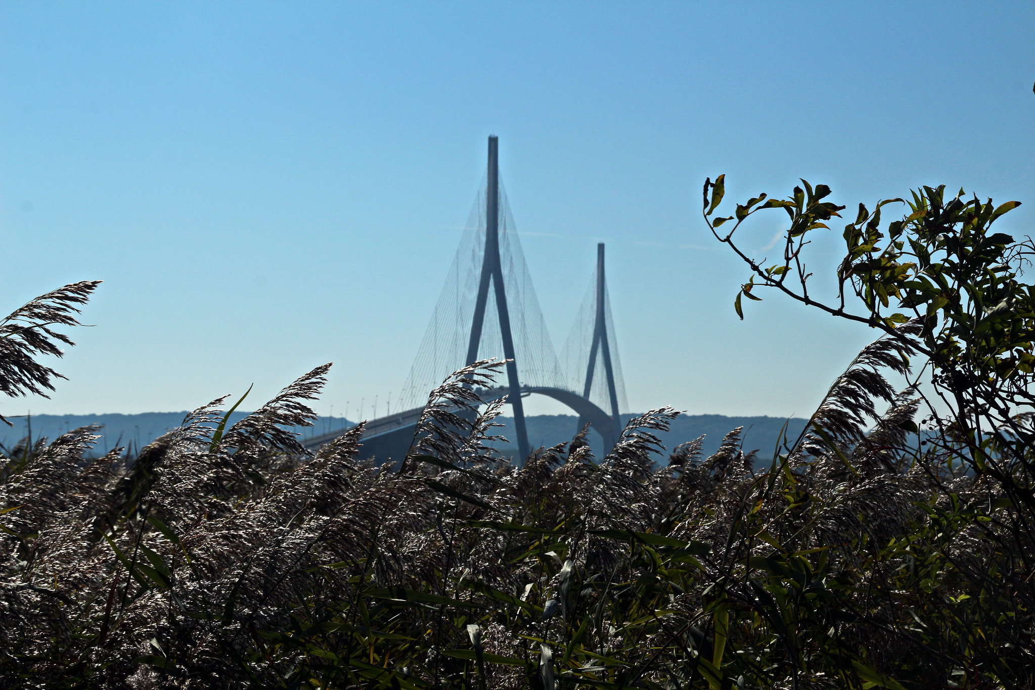 Canon EOS 650D (EOS Rebel T4i / EOS Kiss X6i) sample photo. Pont de normandie dans les roseaux photography