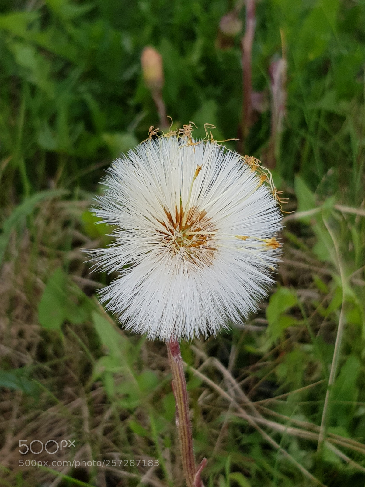 Samsung Galaxy S8 sample photo. Flower photography