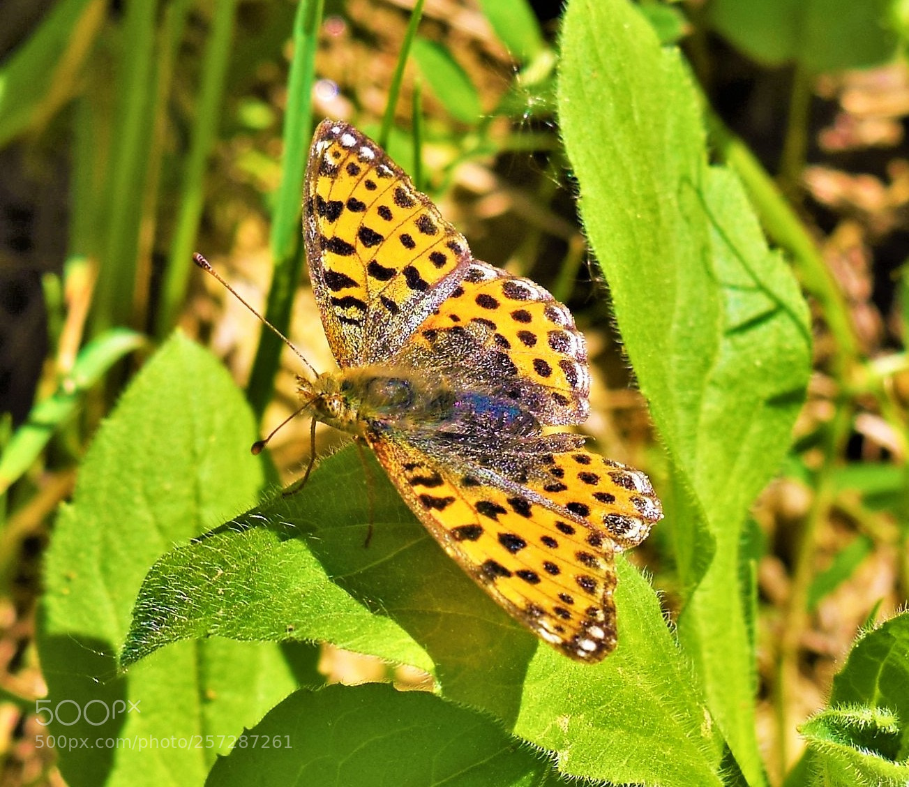 Nikon D3300 sample photo. Bilogorski leopard photography