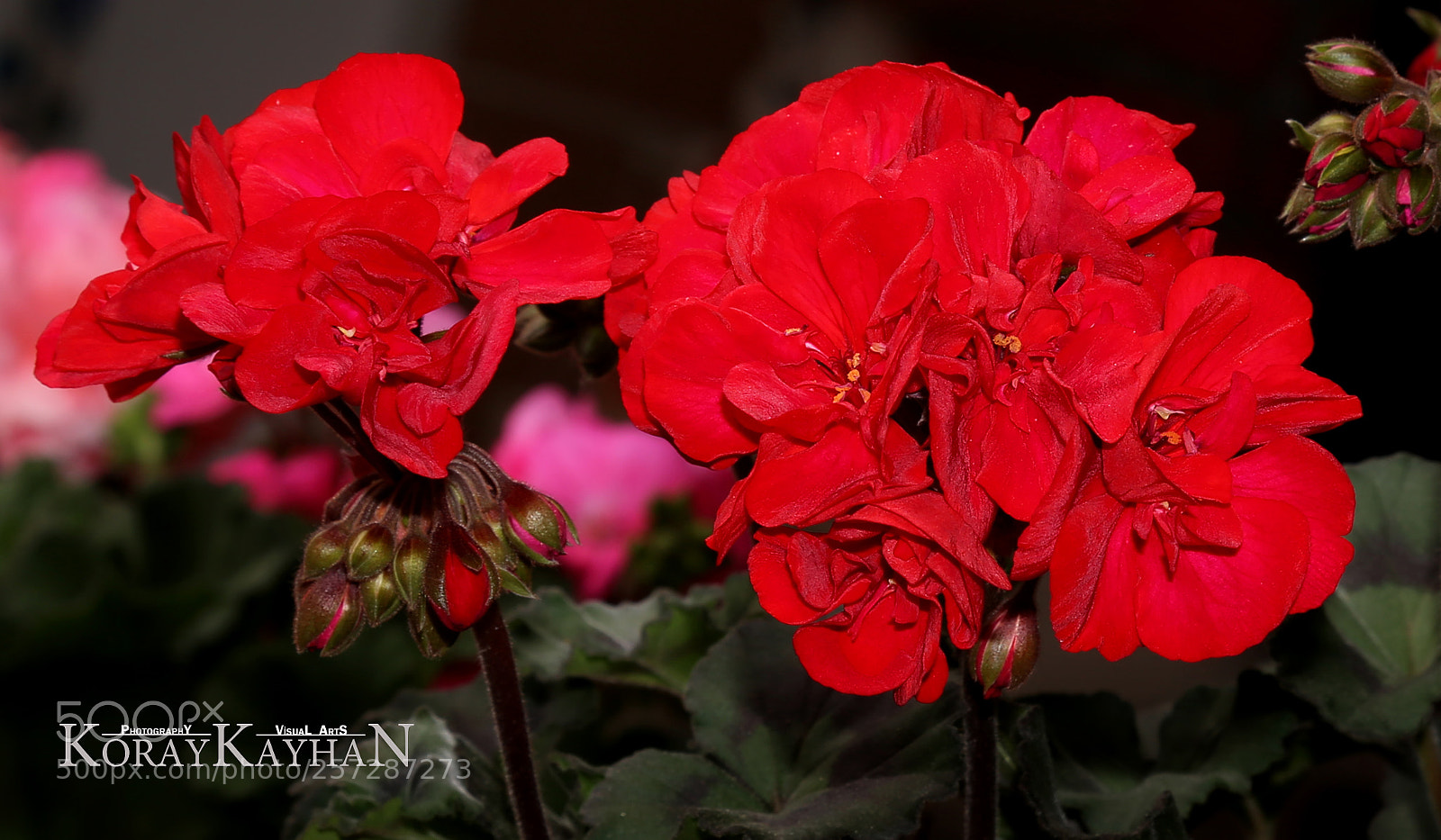 Canon EOS 6D sample photo. Red geranium flower ( sardunya ) photography