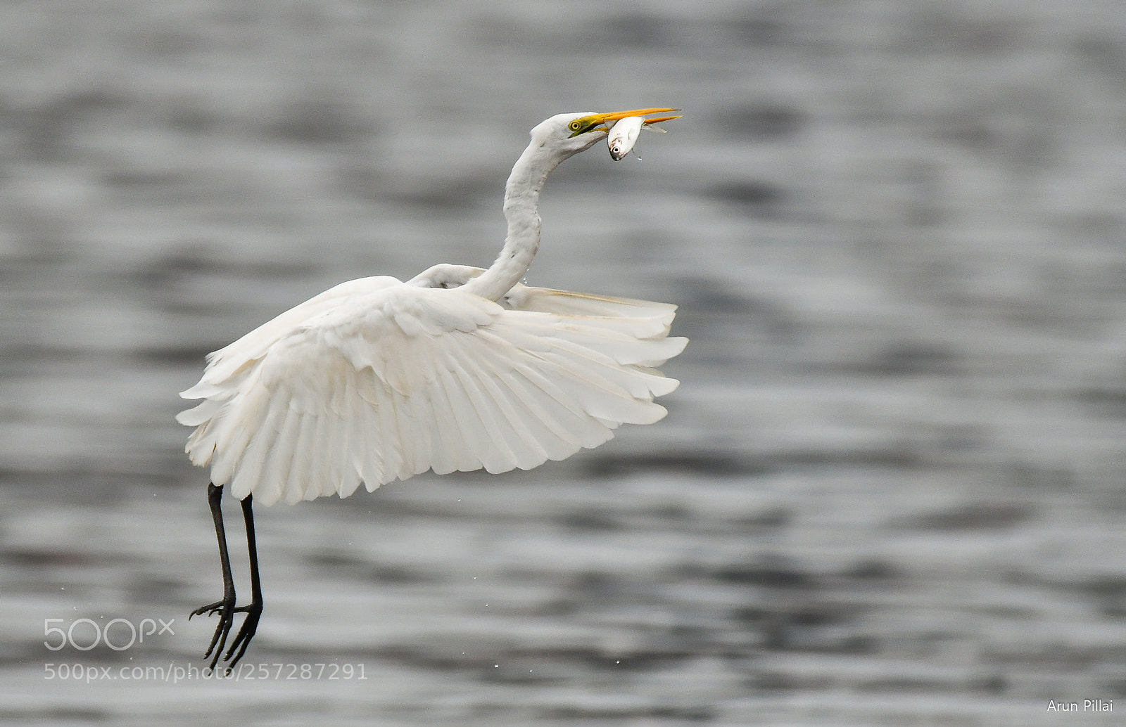 Nikon D500 sample photo. Egret with catch photography