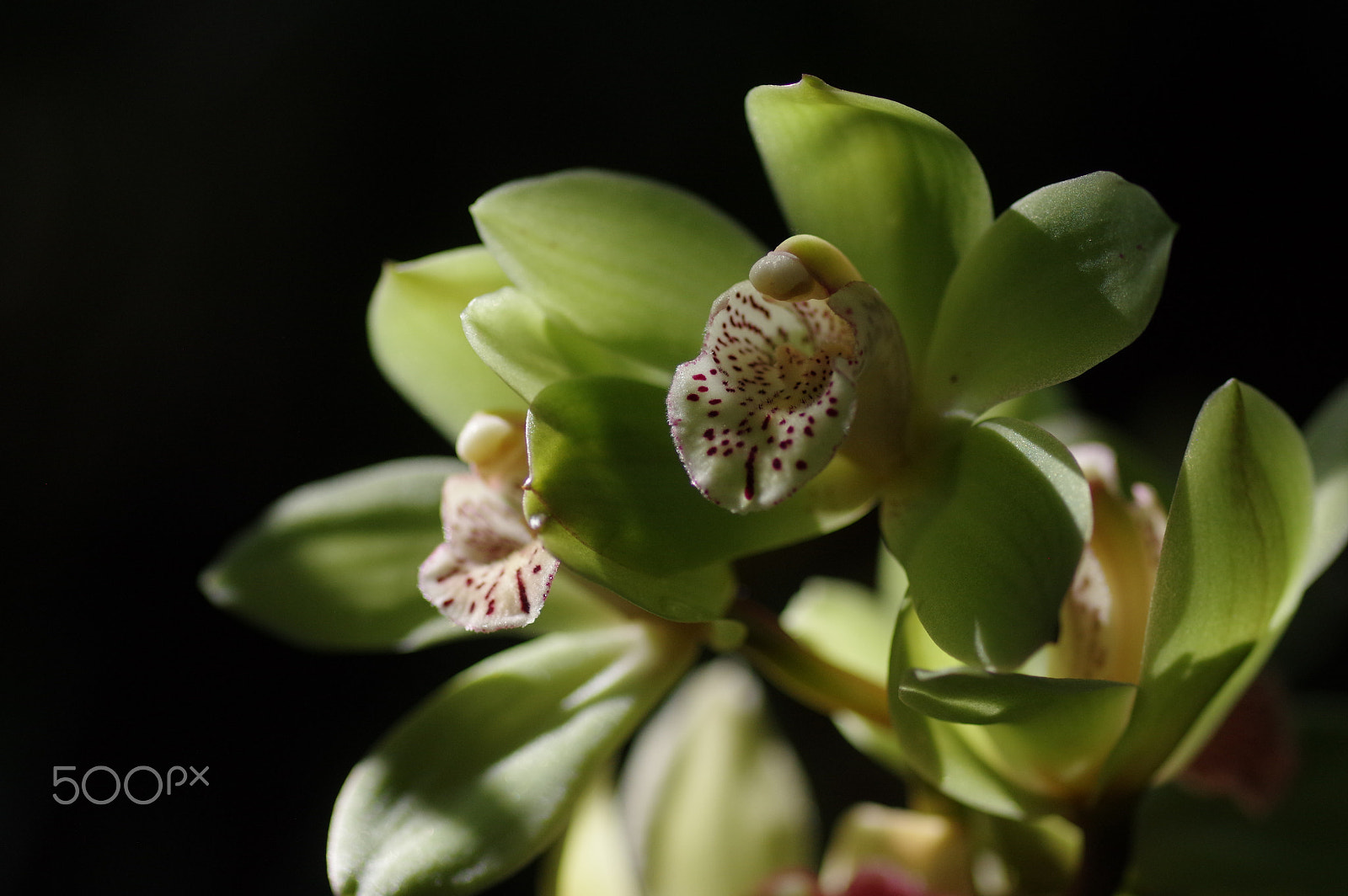 Pentax K-3 II + Pentax smc D-FA 100mm F2.8 Macro WR sample photo. Green orchid photography