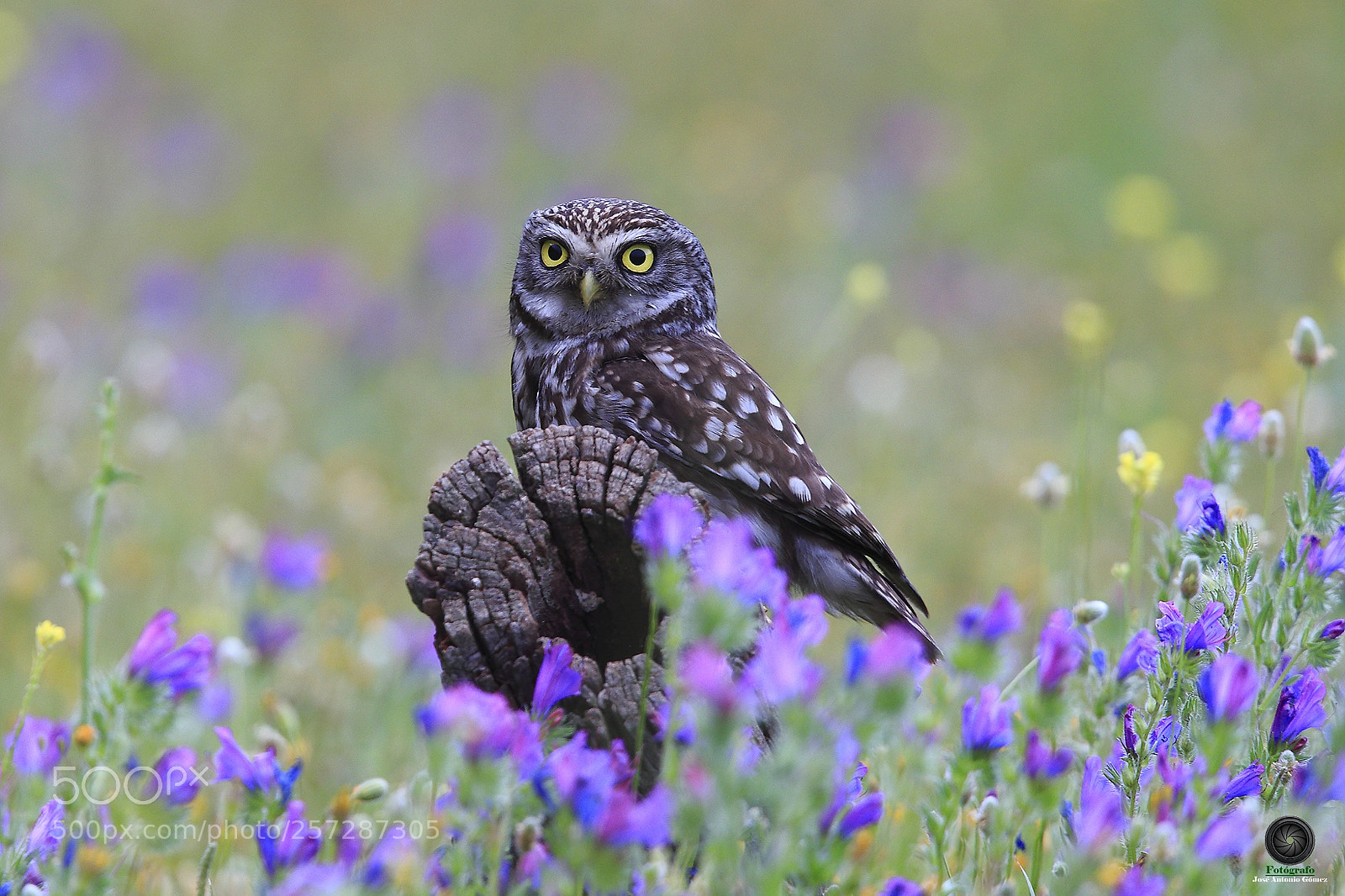 Canon EOS-1D X sample photo. Mochuelo primaveral. photography