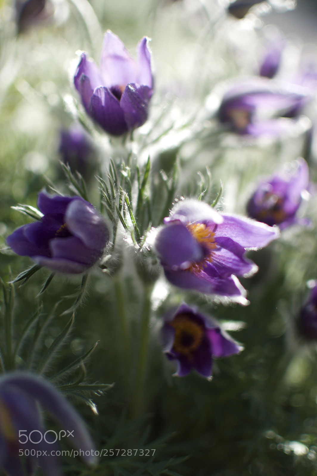 Nikon D3200 sample photo. Flower art photography