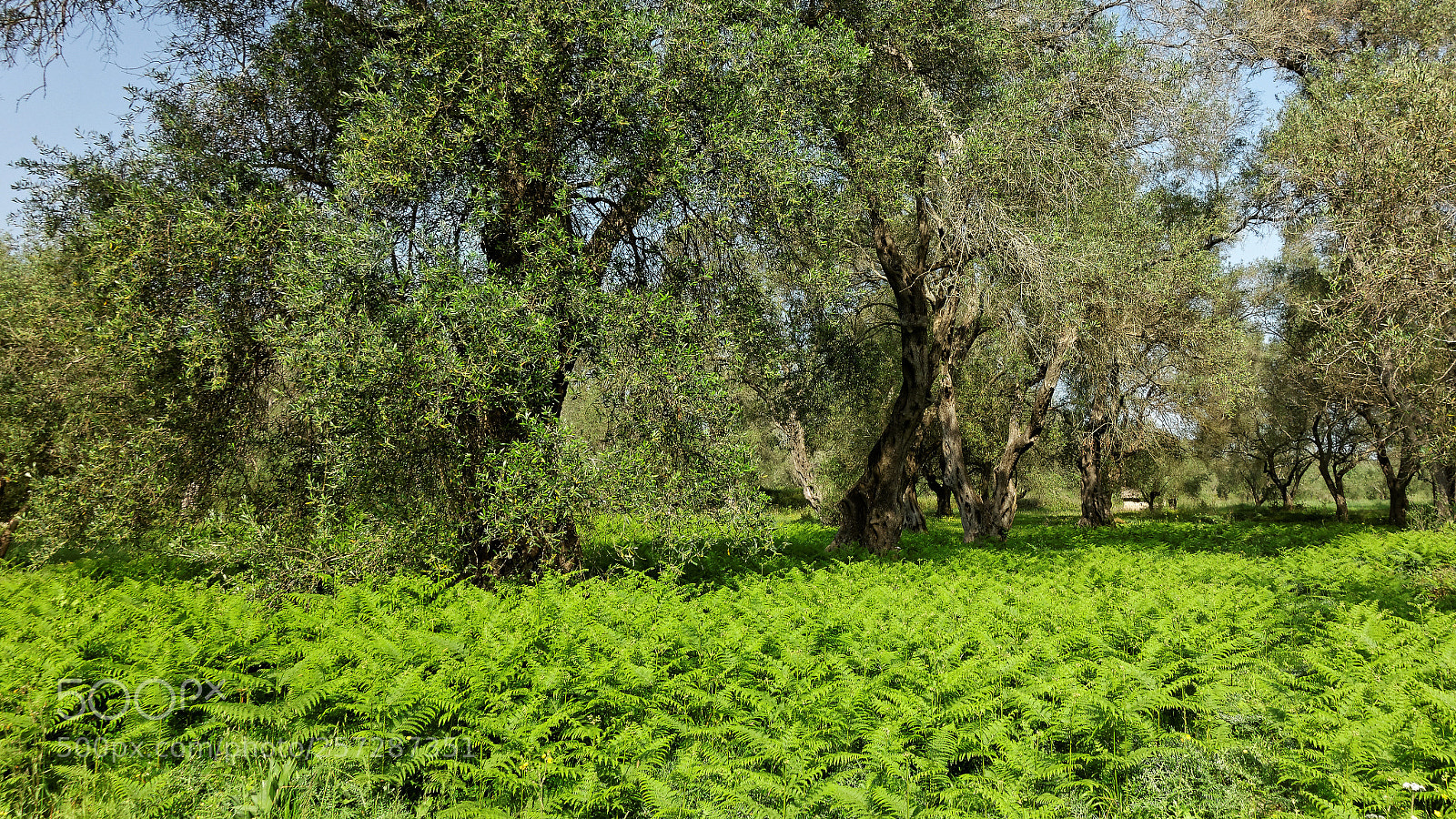 Sony Cyber-shot DSC-RX100 sample photo. Corfu trail #7 photography