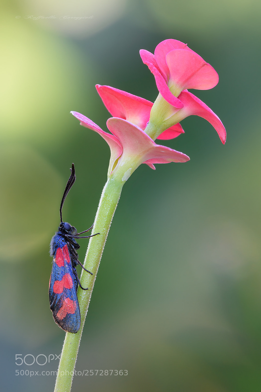 Nikon D7200 sample photo. Zygaena filipendulae photography